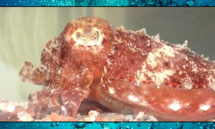 Cuttlefish – December 1st – Sea Shambles Advent