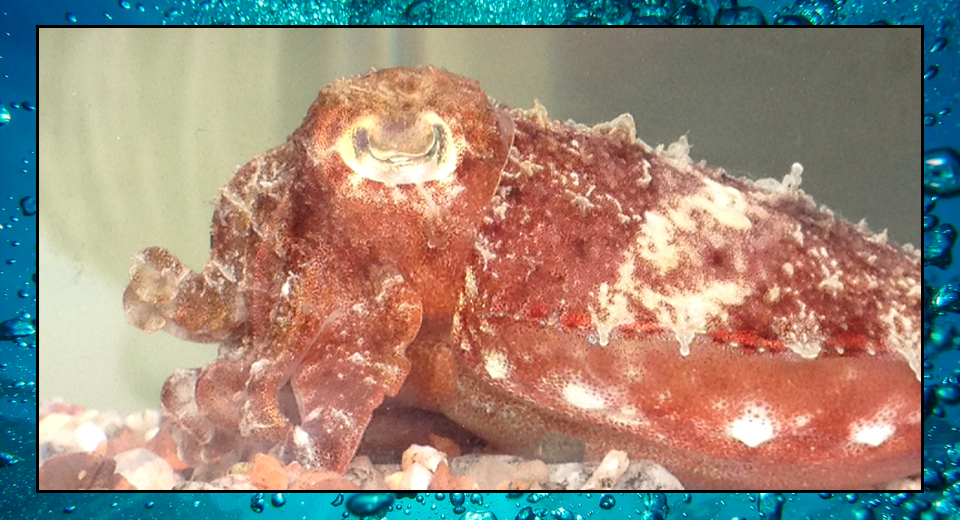 Cuttlefish – December 1st – Sea Shambles Advent