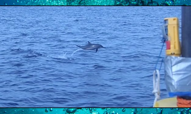 Dolphin Ears – Sea Shambles Advent – Day 24
