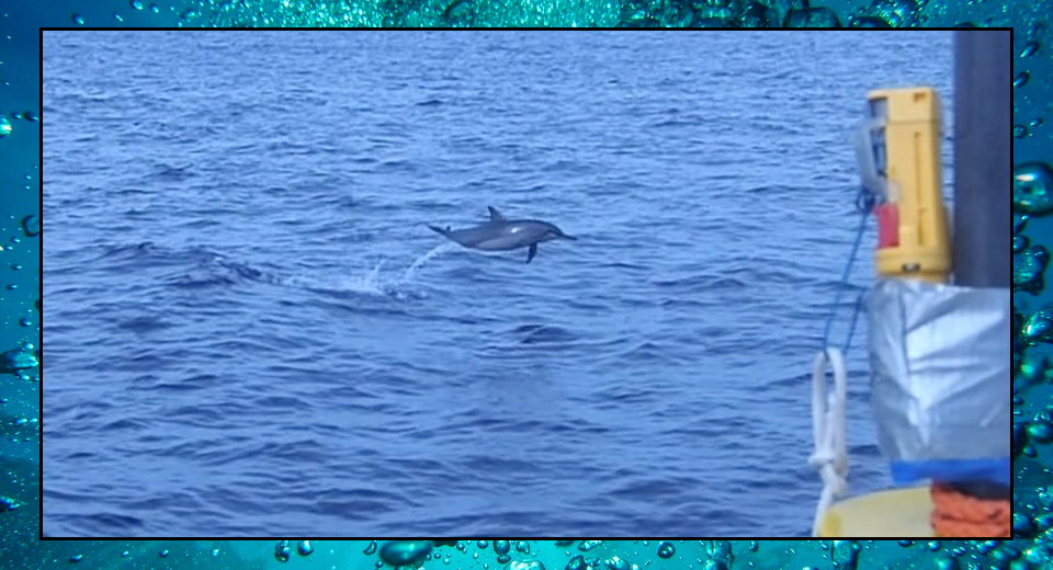 Dolphin Ears – Sea Shambles Advent – Day 24