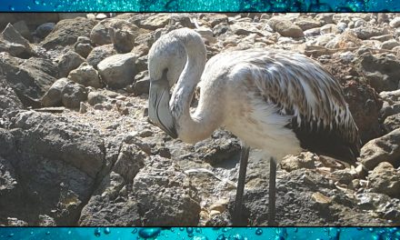 Algae Omega 3 and a Flamingo – Day 4 – Sea Shambles Advent