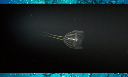 Zooplankton Migration – Sea Shambles Advent Day 17