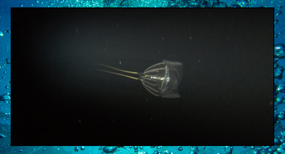Zooplankton Migration – Sea Shambles Advent Day 17