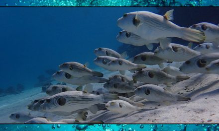 Puffer Fish – Sea Shambles Advent Day 10