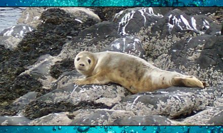 Internet of Seals – Sea Shambles Advent Day 12