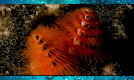 Christmas Tree Worms – Sea Shambles Advent Dat 25